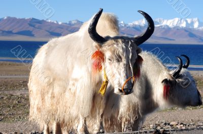 Tibetan white yaks at lakeside