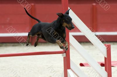 Manchester Terrier in agility