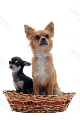 puppy and adult chihuahua