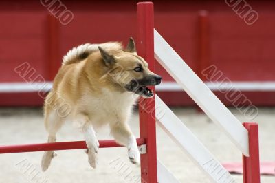 Icelandic Sheepdog in agility Icelandic Sheepdog in agility