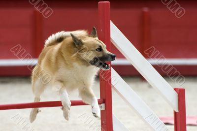 Icelandic Sheepdog in agility