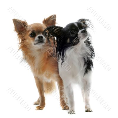 two chihuahuas two chihuahuas