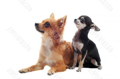 puppy and adult chihuahua