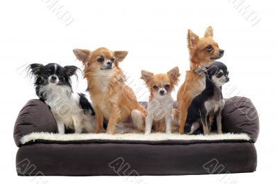 chihuahuas on sofa