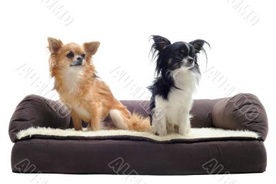 chihuahuas on sofa