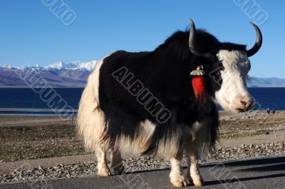 Tibetan yak