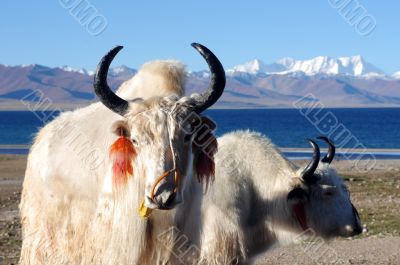 Tibetan white yaks