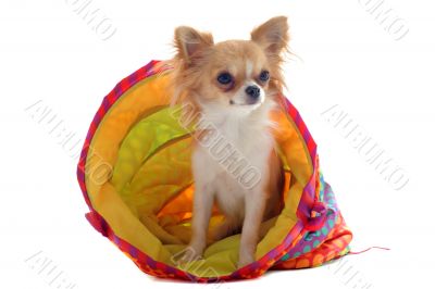 chihuahua in a colorful bed chihuahua in a colorful bed