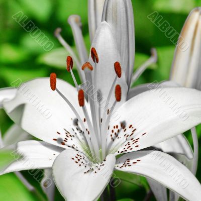 Flower white lily 