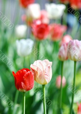 Red beautiful tulips Red beautiful tulips