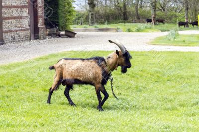 shaggy goat grazing on the lawn in the courtyard of the farmhous