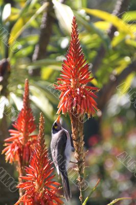 Australian bird feeding on a flower