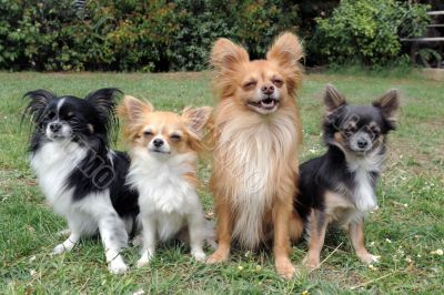 four chihuahuas