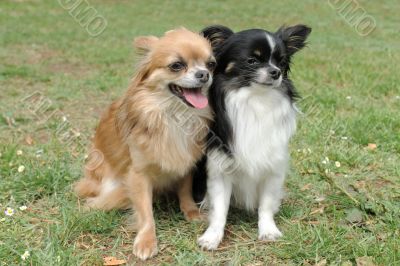 two chihuahuas