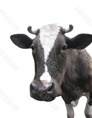 Black-and-white cow on the white background