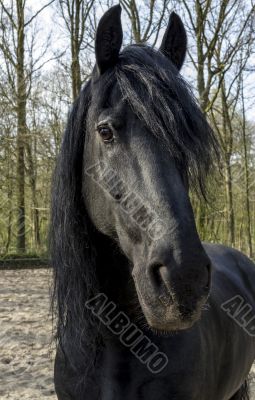 Funny black horse
