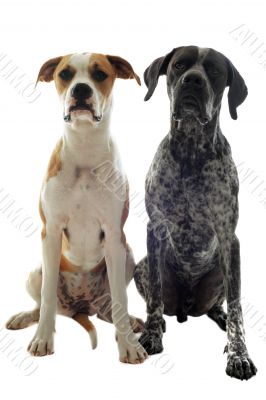 german shorthaired pointer and american bulldog