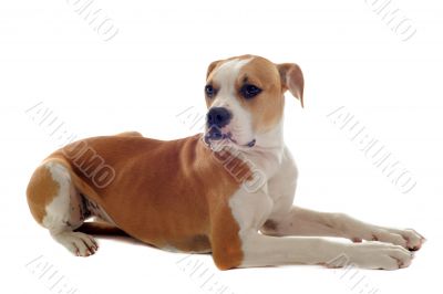 american bulldog 