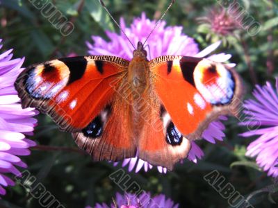 The peacock eye