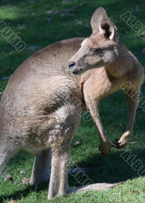 australian Kangaroo