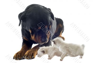 rottweiler and siamese kitten