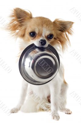 puppy chihuahua and food bowl