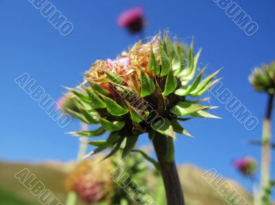 Whistle. Flower with a pink pins blooming among the mountains