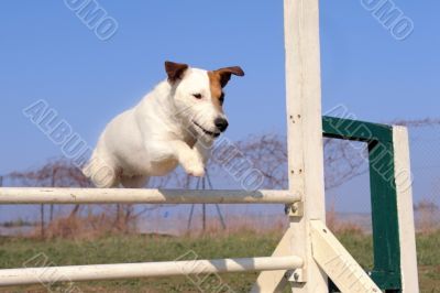 jack russel terrier in agility