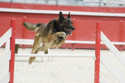 jumping malinois