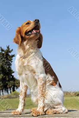 brittany spaniel