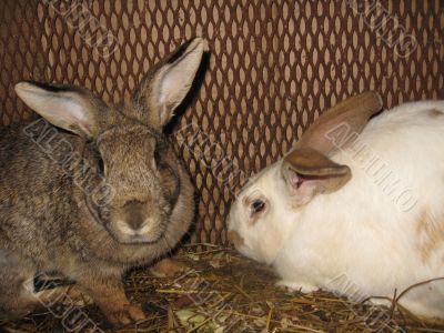 Pair domestic rabbits