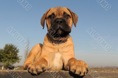 puppy Bull Mastiff