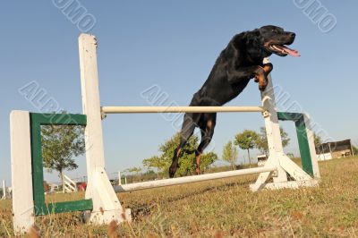 beauceron in agility