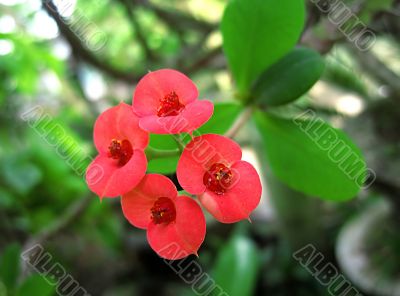 red cactus flower