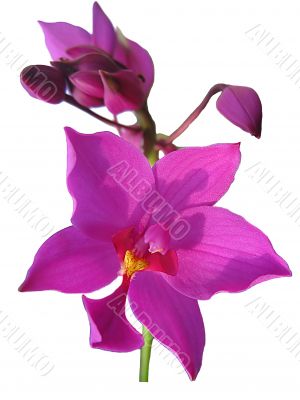 Beautiful purple orchid