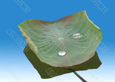 lotus leaf