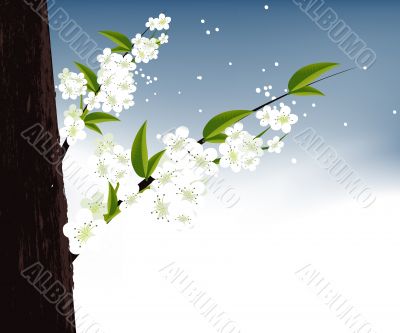 blossoms Illustration blossoms Illustration