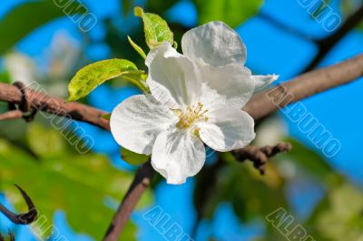 Apple Trees Flower