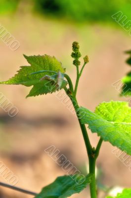 Young Grapes