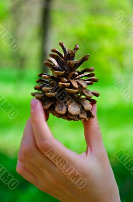 Fir Cone