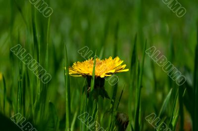 Dandelion