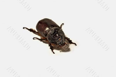 Rhinoceros beetle