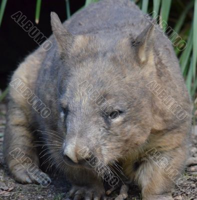 Australian Wombat