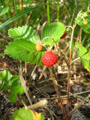 Beautiful wild strawberry found in a wood