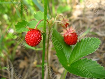 Beautiful wild strawberry found in a wood