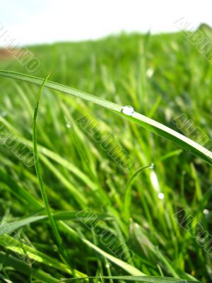 Dewdrop on a blade