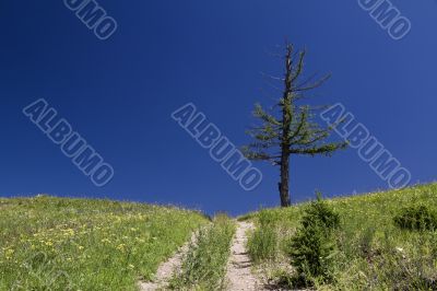 Tree on a hill 