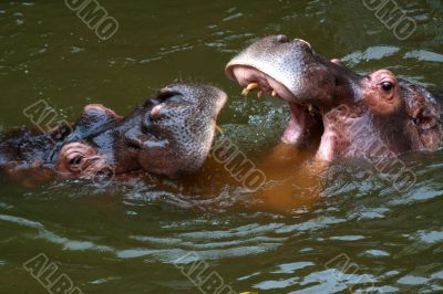 Hippo (Hippopotamus amphibius)