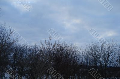 Dark bushes in winter