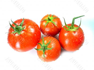 Fresh Red tomatoes